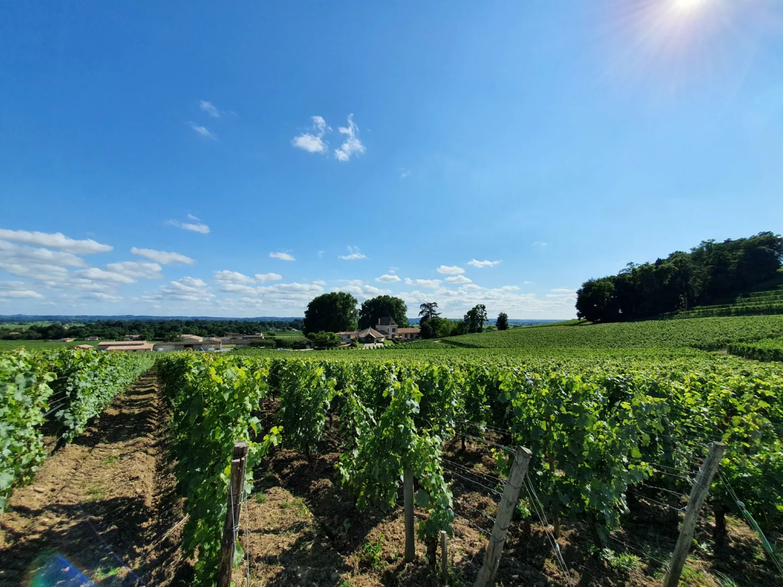 Rangs de vignes en Gironde sous un ciel d'été